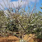 On An Olive Grove مزرعة للإقامة *