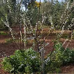 مزرعة للإقامة On An Olive Grove Siggiewi
