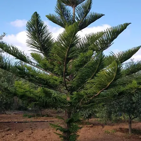 On An Olive Grove Siggiewi