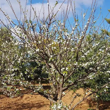 On An Olive Grove Alloggio per agriturismo *