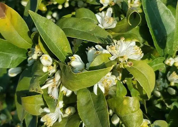 Séjour à la ferme On An Olive Grove *