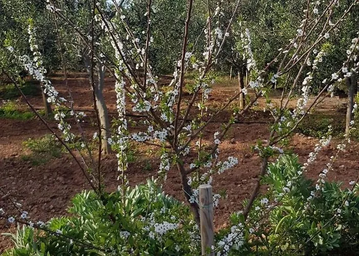 Séjour à la ferme On An Olive Grove Siggiewi