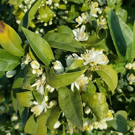 Κατάλυμα σε φάρμα On An Olive Grove *