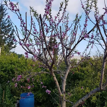 On An Olive Grove Siggiewi