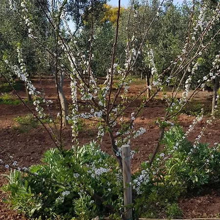 Фермерский дом On An Olive Grove Siggiewi
