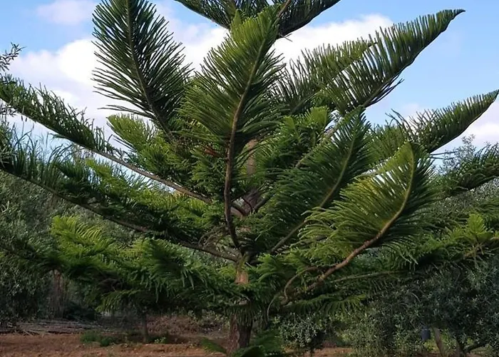 On An Olive Grove Siggiewi