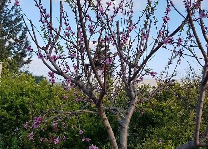 On An Olive Grove Siġġiewi