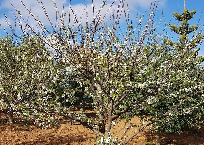 On An Olive Grove Agroturismo *